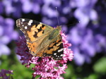 SX06504 Painted lady butterfly (Cynthia cardui) on pink flower Red Valerian (Centranthus ruber).jpg